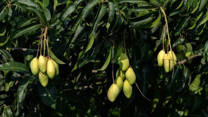 Fazenda 400ha Margem do Rio São Francisco com Manga e Uva - Juazeiro