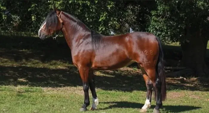 Cavalo Crioulo