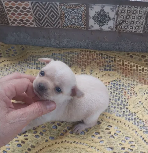Chihuhua