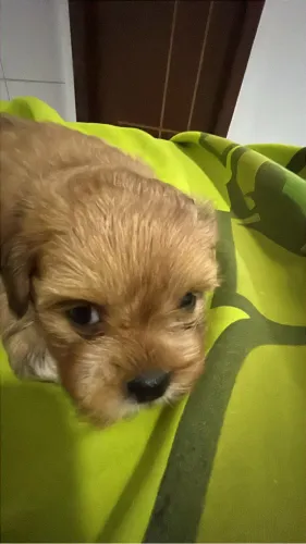 cachorro shih tzu laranja