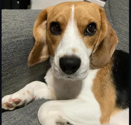 Filhote Beagle, Leve para casa uma bolinha de pelos cheia de amor!