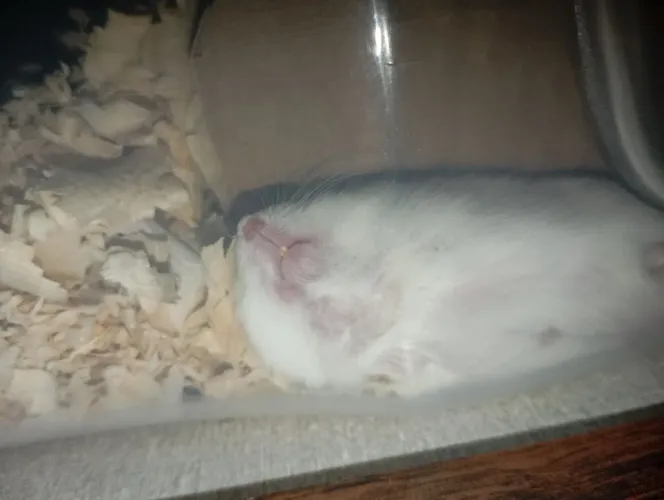 Hamster