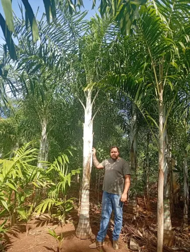 Palmeira Areca de locuba 5 metros ponta de folha !
