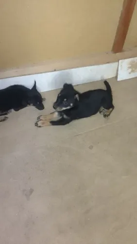 Vende filhote pinscher com Spitz alemão 