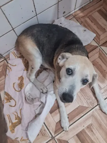 Adoção