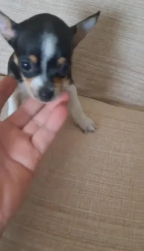 Pinscher branca e preta miniatura