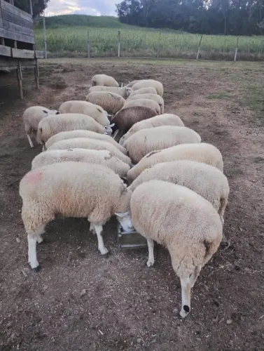 Ovelhas
