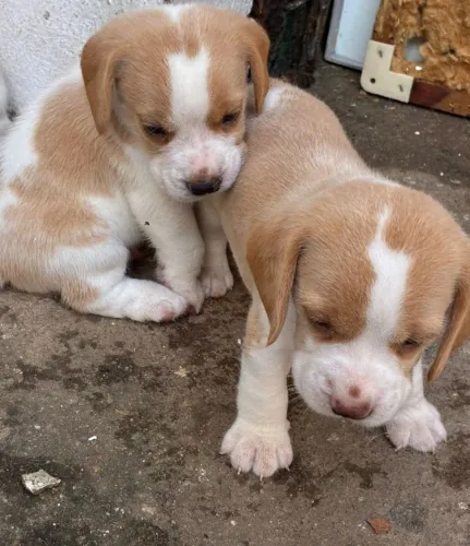 Filhote de beagle  bicolor.