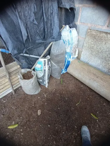 Esterco de galinha 