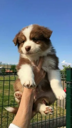 Um dos cães mais inteligentes do mundo Filhote de Border Collie