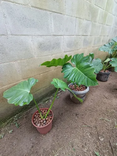 Philodendron undulatum