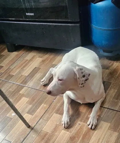 Tenho um casal de cachorro para doação os dois já castrados
