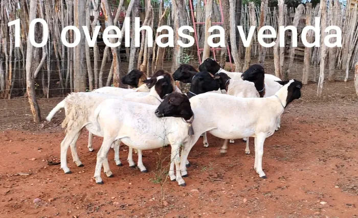 Ovelhas á venda