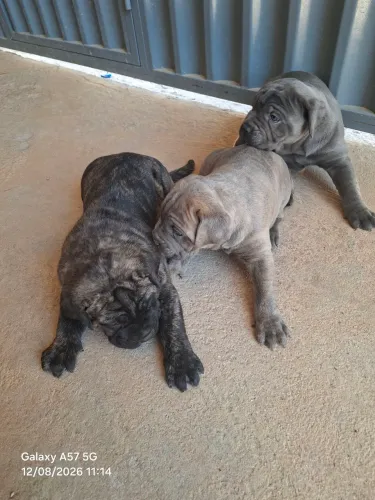 Vendo filhotes de cane corso italiano de puro sangue 