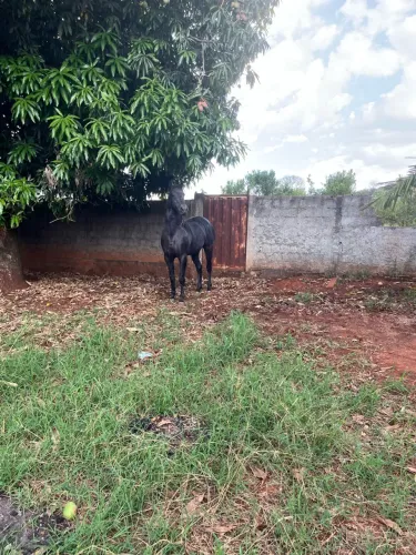 Cavalo quarto de milha