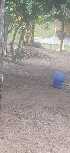 Limpeza em terrenos