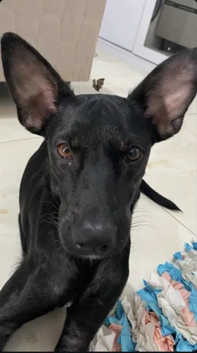 Doa-se cadela 