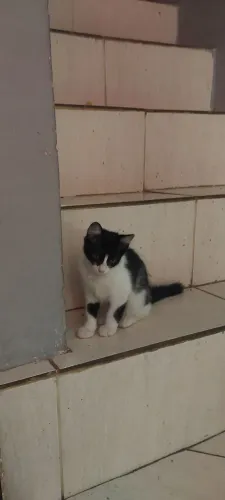 Gatinhos para adoção.