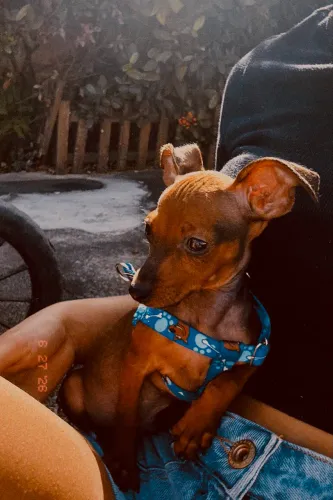 vendo cachorro pincher 1, 350 reais, duas vacinas já tomadas