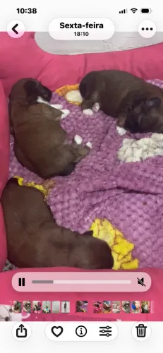 Cachorros
