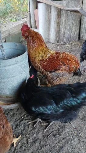 Frango 