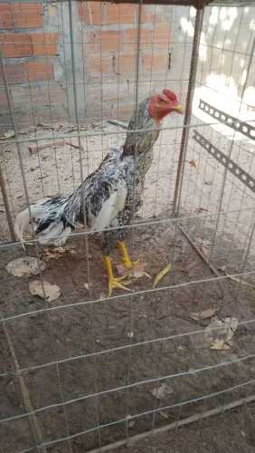 Frango mura