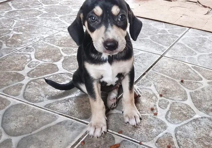 Doa- se cachorrinha de 2 meses