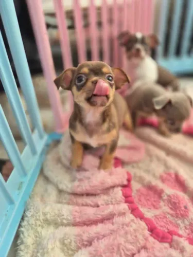 Meninas chihuahua lindas!!