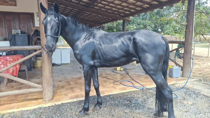 Cavalo preto