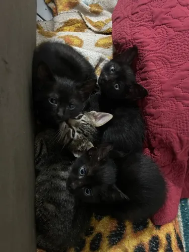 Gatos lindos para doação 