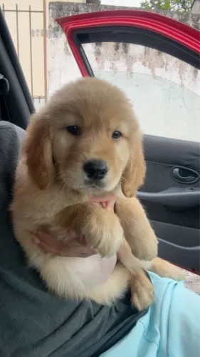Golden com pedigree e vacinado com 56 dias 
