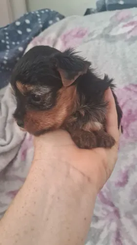 Yorkshire micro