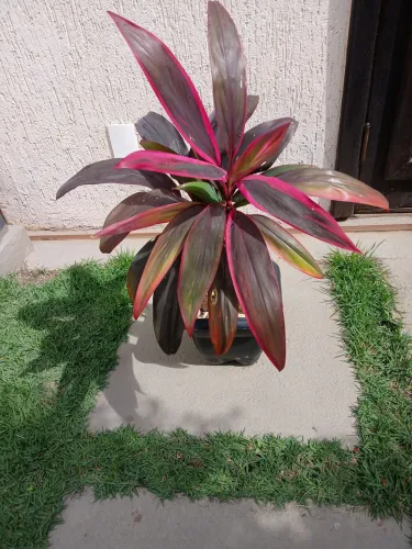 Linda Dracena Vermelha.