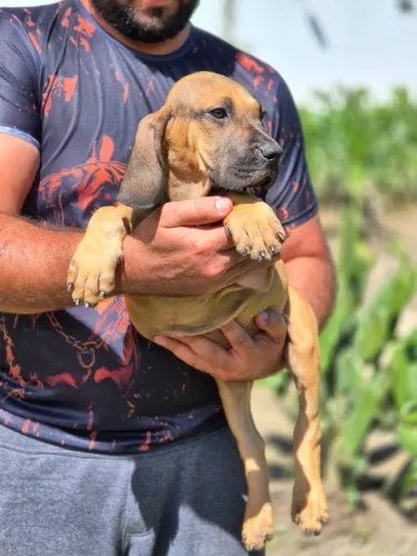 FILA BRASILEIRO MACHO E FÊMEA DISPONÍVEIS