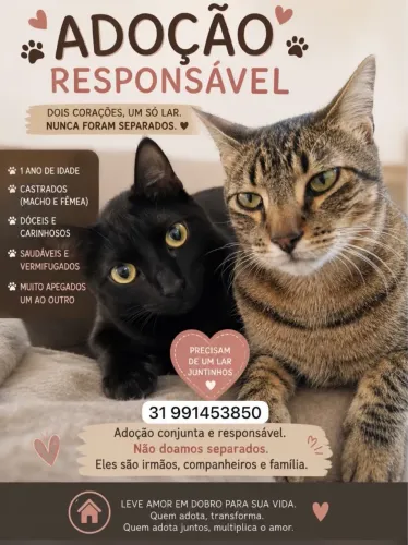 Gatinhos para Adoção 