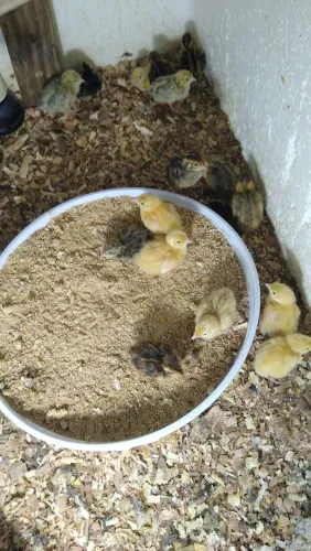 Pintinhos de codorna gigante