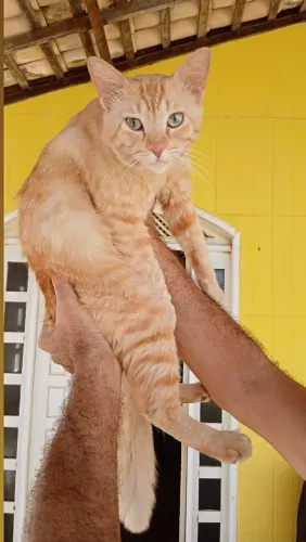 Me adote, eu não quero morar em apto