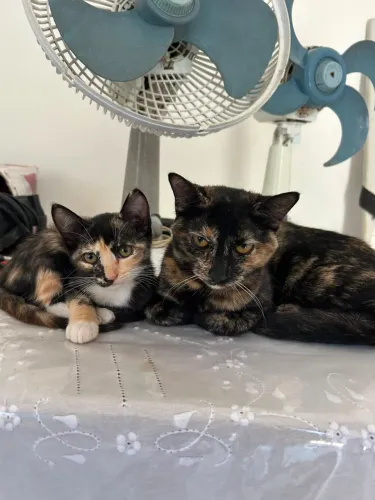 Gatinhos disponíveis para adoção!!