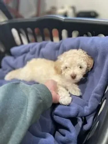Filhotes de Poodle - Uma Excelente Escolha para Quem Busca um Companheiro