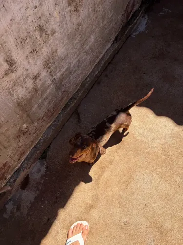 Cachorro