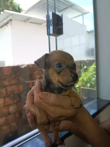 Vendendo cachorro pincher