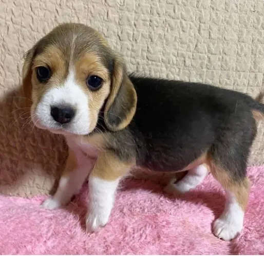 Filhotes de Beagle - Lindos, Carinhosos e Muito Brincalhões