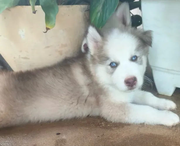 Husky Siberiano - macho