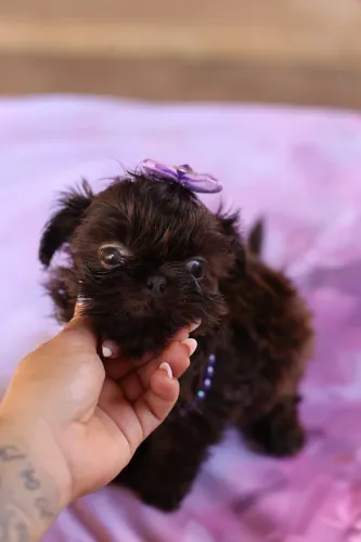 Shih tzu Fêmea Chocolate Sólida Mini
