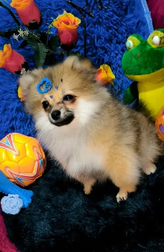 Lulu da Pomerânia Anão