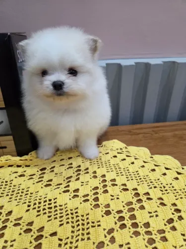 Lulu da Pomerânia