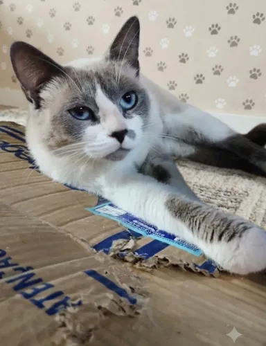 Gata lindíssima e muito amorosa para adoção responsável