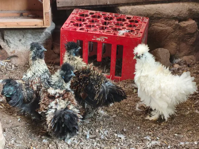 Lote sedosa do Japão 