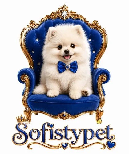 Spitz alemão Lulu da Pomerânia branco neve