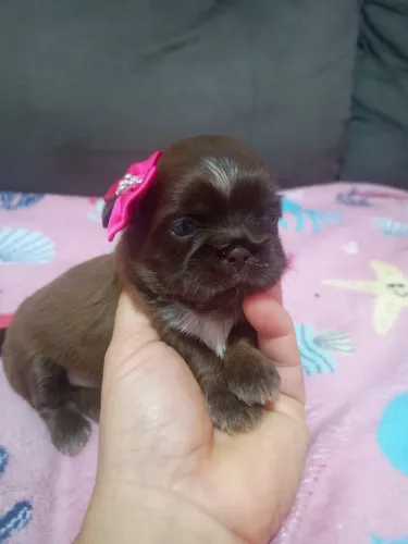 O Shih Tzu Que Você Procura